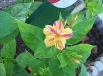 100_5612.webp