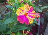 100_5615.webp
