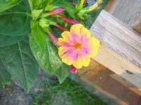 100_5619.webp