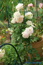 comp_DSC00382.webp