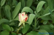 comp_DSC00383.webp