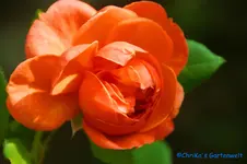 comp_DSC00384.webp