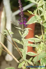 comp_DSC00385.webp