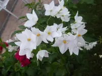 P1090348.webp