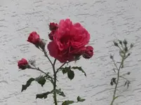 P1090344.webp