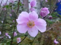 P1090331.webp