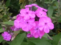 P1090330.webp