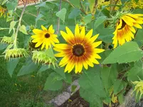 100_5606.webp