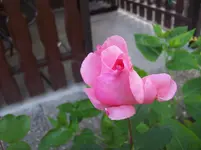 100_5613.webp