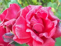 100_5652.webp
