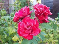 100_5653.webp
