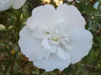 100_5651.webp