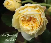 Geburtstagskarte Pilgrim.webp