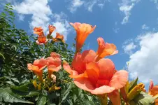 2013_0902Sommer0121.webp