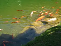 SAM_1528.webp