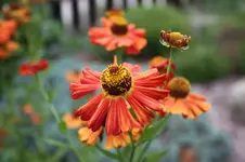 IMG_5538.webp