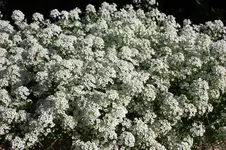 IMG_5552.webp