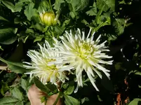 CIMG0037.webp