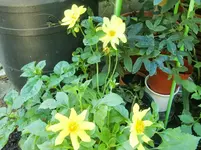 CIMG0042.webp