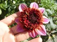 CIMG0056.webp