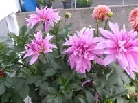 P1090300.webp