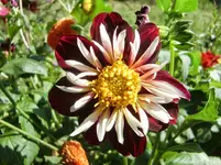 CIMG0065.webp