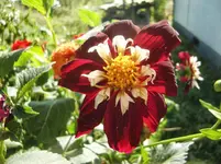 CIMG0066.webp