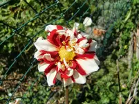 CIMG0072.webp