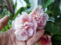 CIMG0014.webp