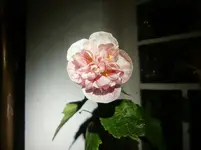 CIMG0091.webp