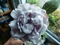 CIMG0021.webp