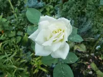 CIMG0011.webp