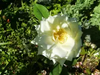 CIMG0032.webp