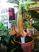 CIMG0090.webp