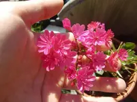 CIMG0073.webp