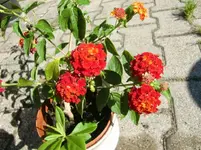 CIMG0082.webp