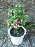 CIMG0071.webp