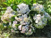 CIMG0059.webp