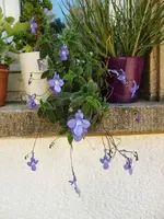 CIMG0028.webp