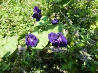 CIMG0053.webp