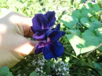 CIMG0045.webp