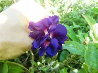 CIMG0046.webp