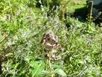 CIMG0052.webp