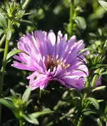 Herbstaster 130905.webp
