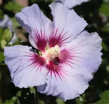 Hibiscus 130905.webp