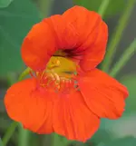 Kapuzinerkresse.webp