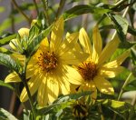 Stauden Sonnenblume 130905.jpg