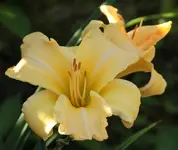 Taglilie 130905.webp