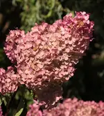 Vanille fraise 130905.webp