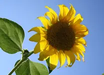 Sonnenblume 05.09.13.webp